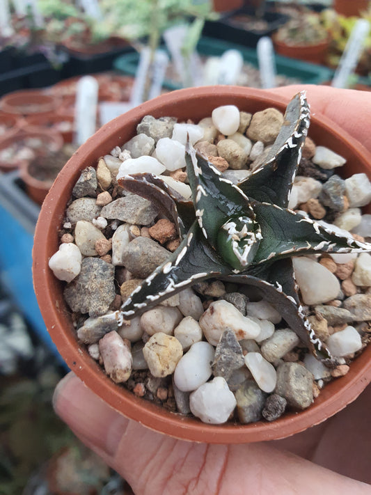 Agave victoriae-reginae - Queen Victoria Agave