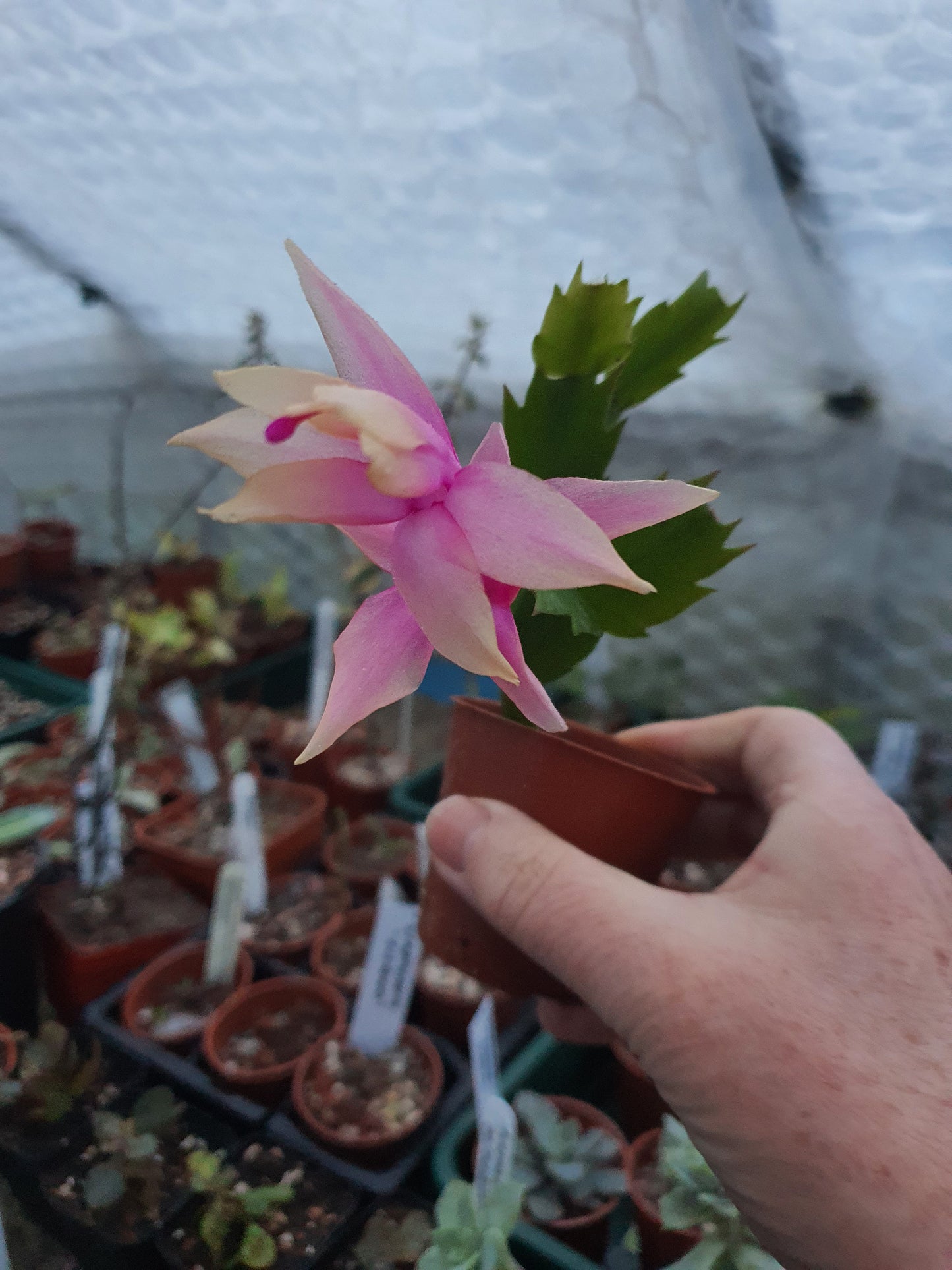 Schlumbergera truncata 'Alceo' (False Christmas Cactus) Alceo