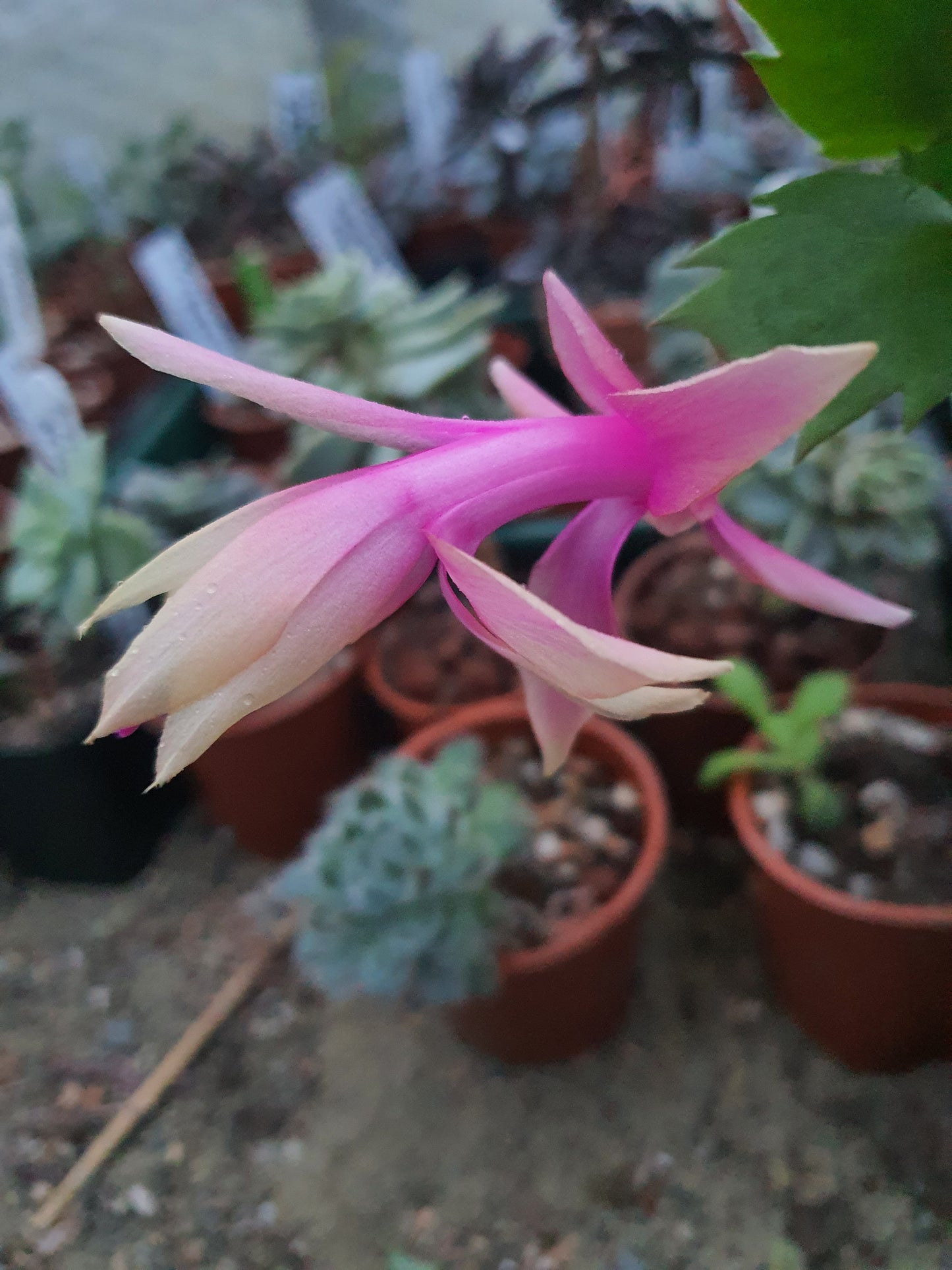 Schlumbergera truncata 'Alceo' (False Christmas Cactus) Alceo