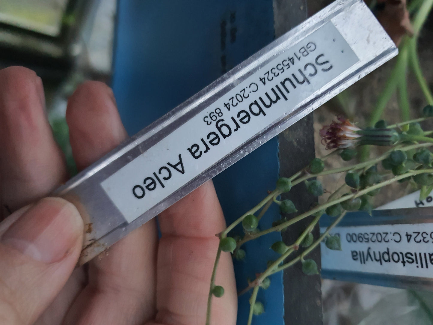 Schlumbergera truncata 'Alceo' (False Christmas Cactus) Alceo