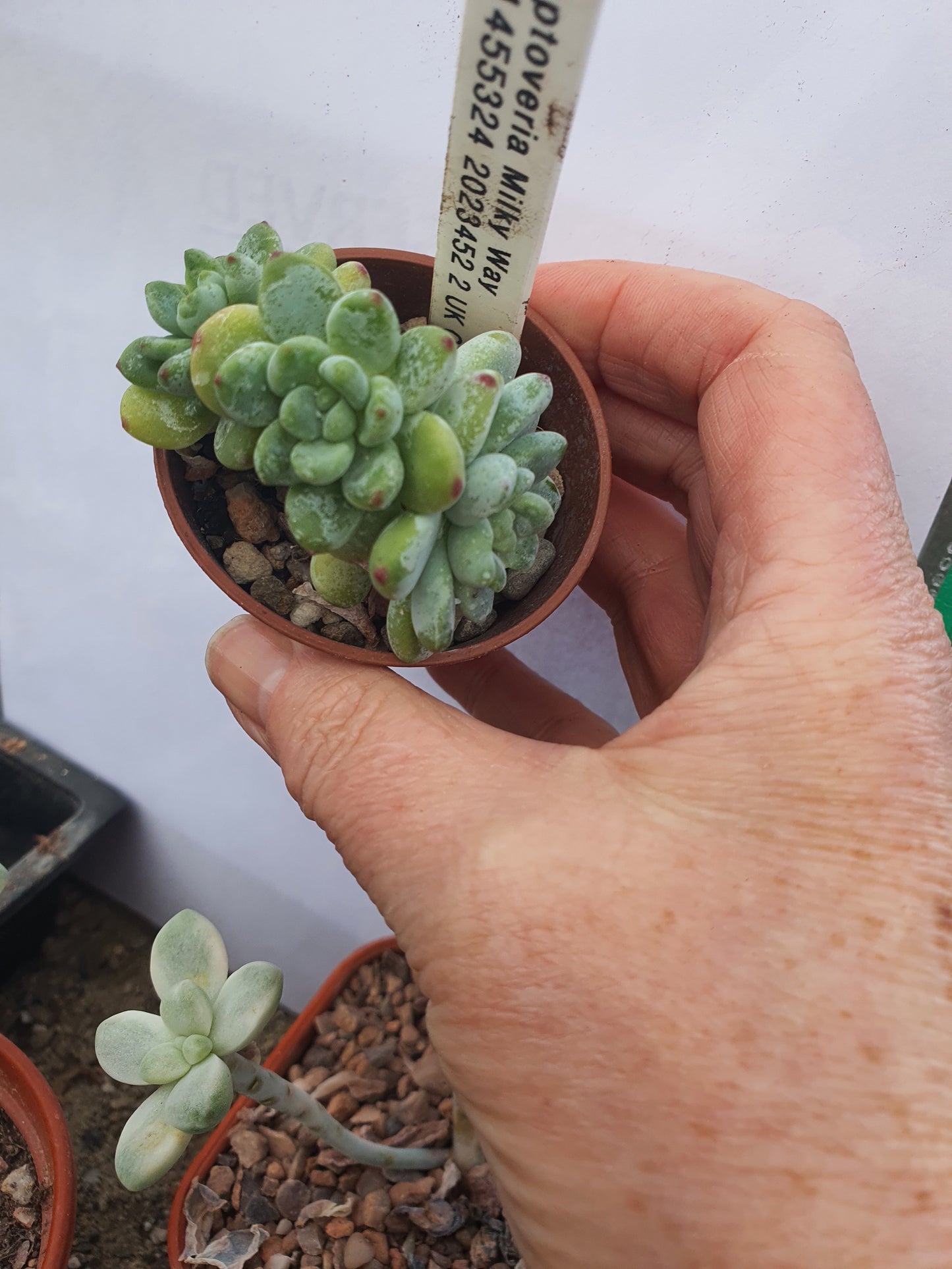 xGraptoveria 'Milkyway'