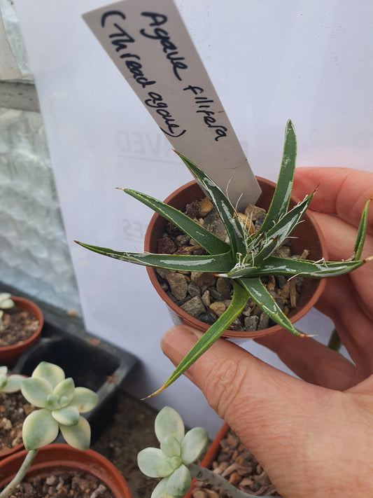 Agave filifera - Thread-Leaf Agave