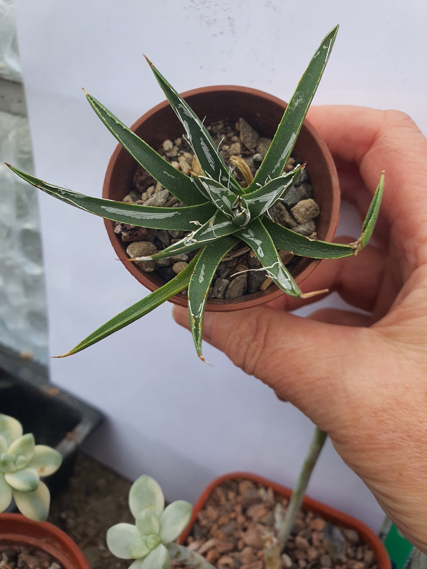 Agave filifera - Thread-Leaf Agave