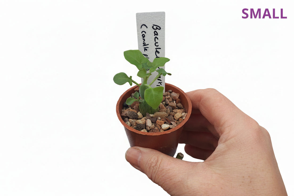 Curio articulatus - Candle Plant - (Senecio articulatus) - UK grown houseplant - Barney Plants