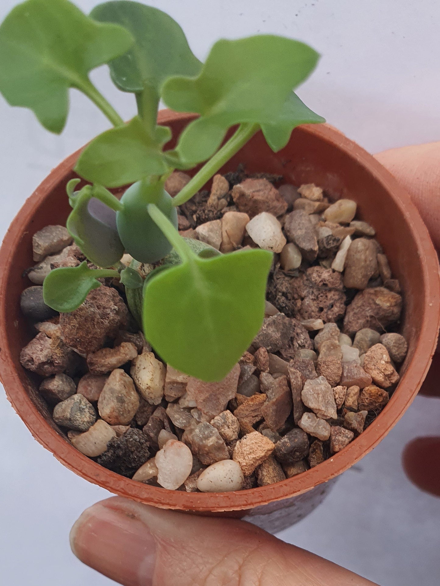 Curio articulatus - Candle Plant - (Senecio articulatus) - UK grown houseplant - Barney Plants