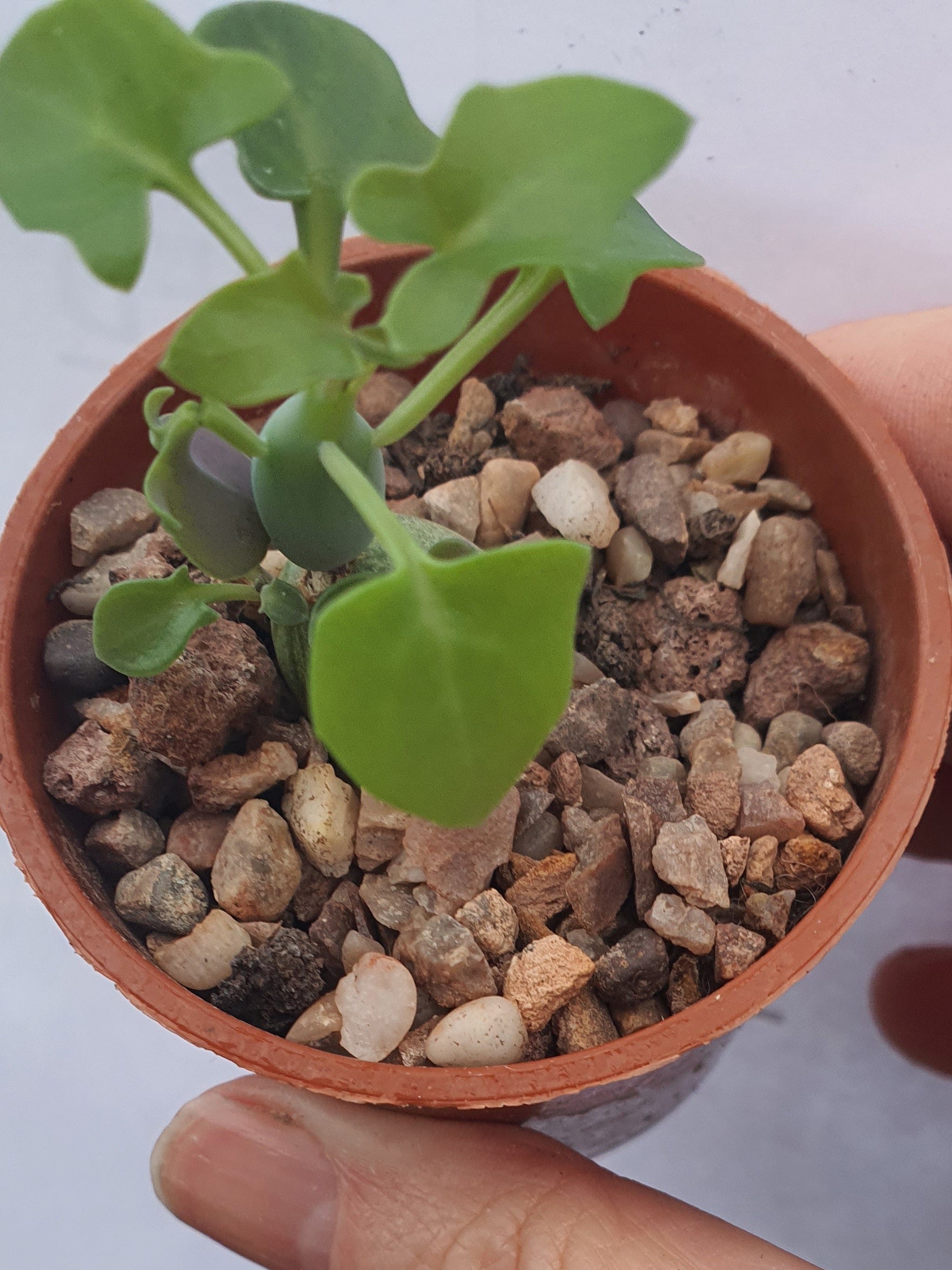 Curio articulatus - Candle Plant - (Senecio articulatus) - UK grown houseplant - Barney Plants