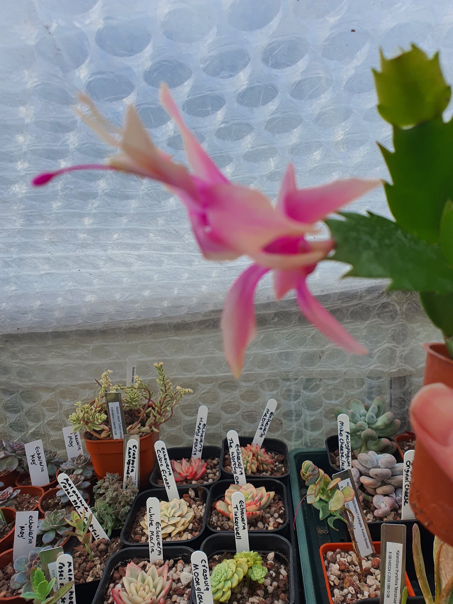 Schlumbergera truncata 'Alceo' (False Christmas Cactus) Alceo