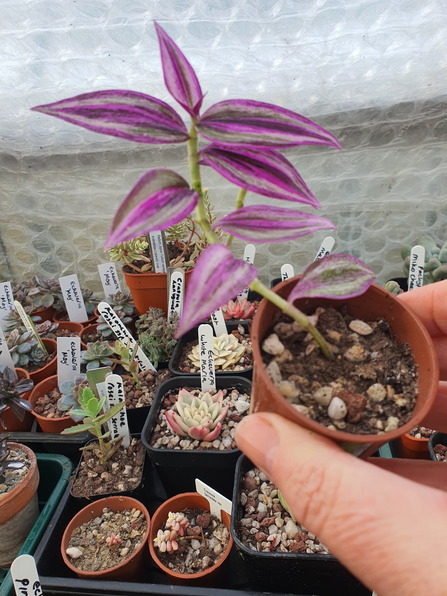 Tradescantia 'Pink Paradise'   (Wondering Dew Pink Paradise ) Cutting