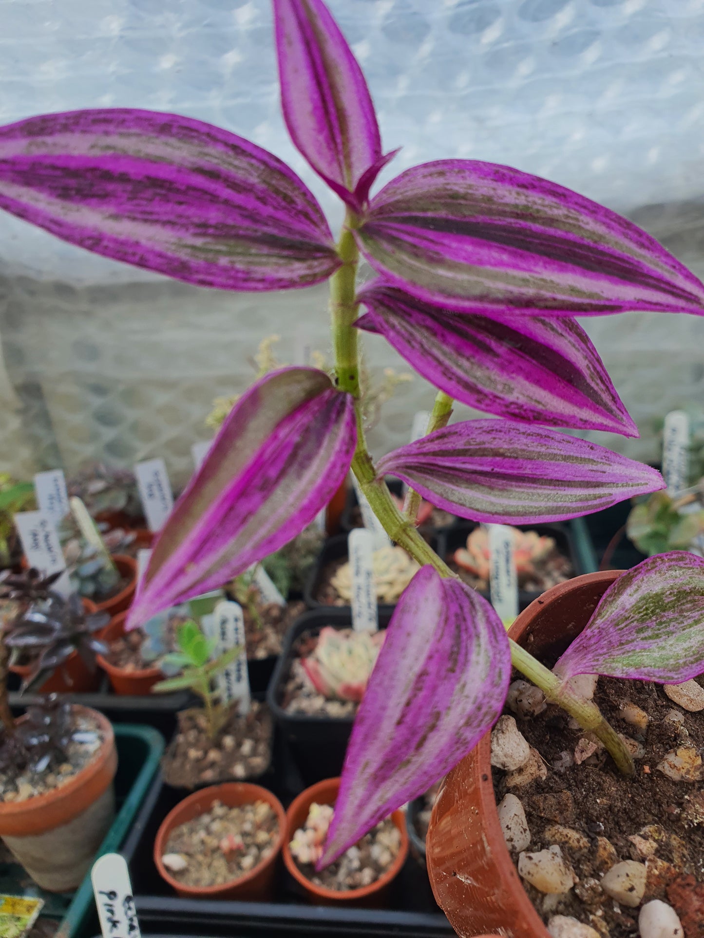 Tradescantia 'Pink Paradise'   (Wondering Dew Pink Paradise ) Cutting
