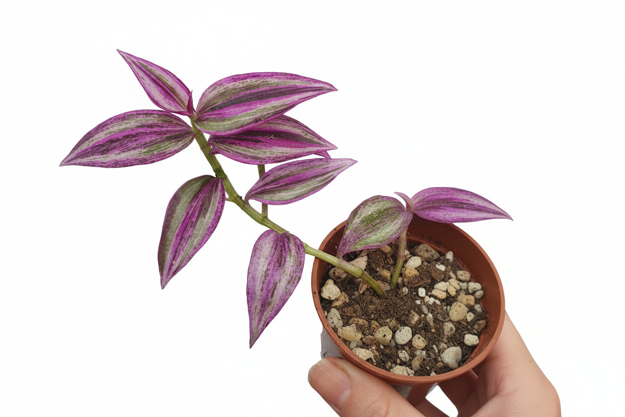 Tradescantia 'Pink Paradise'