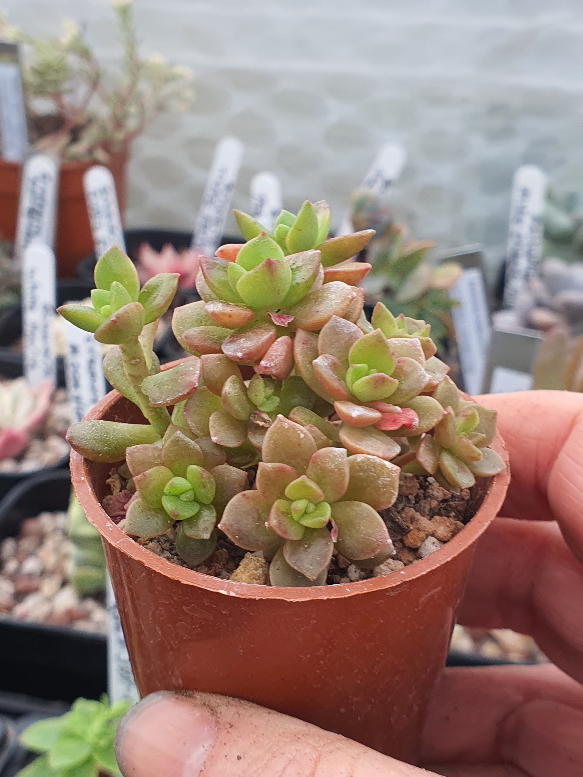 Graptopetalum cv - UK grown houseplant - Barney Plants
