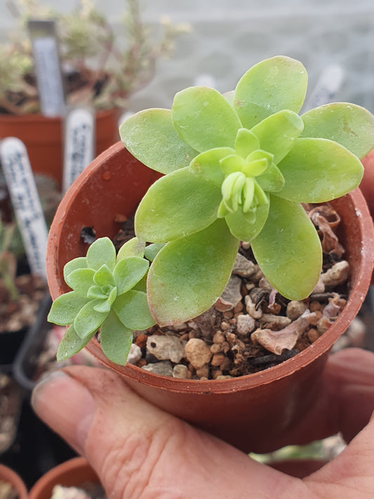 Sedum palmeri