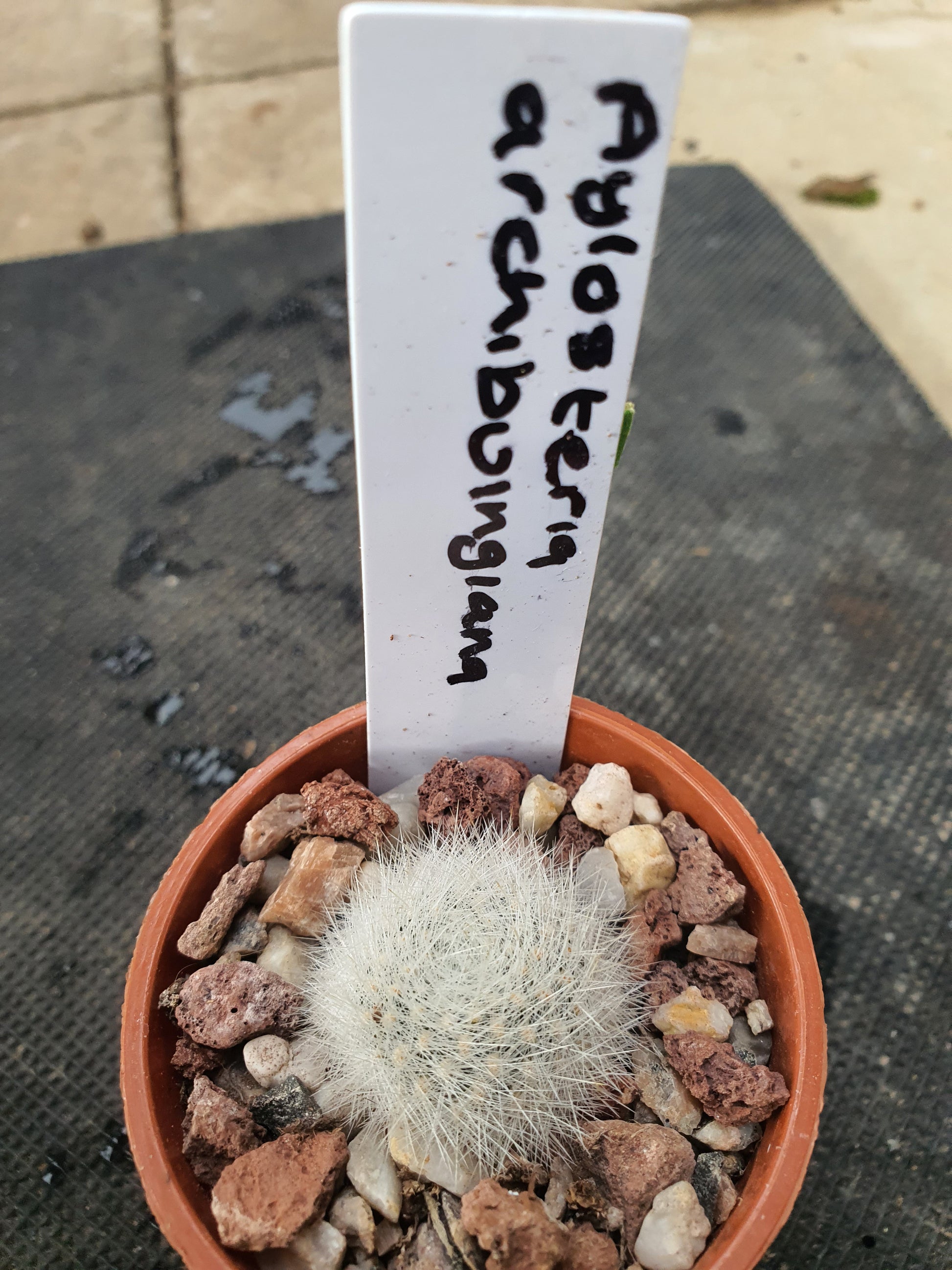 Aylostera archibuingiana - UK grown houseplant - Barney Plants