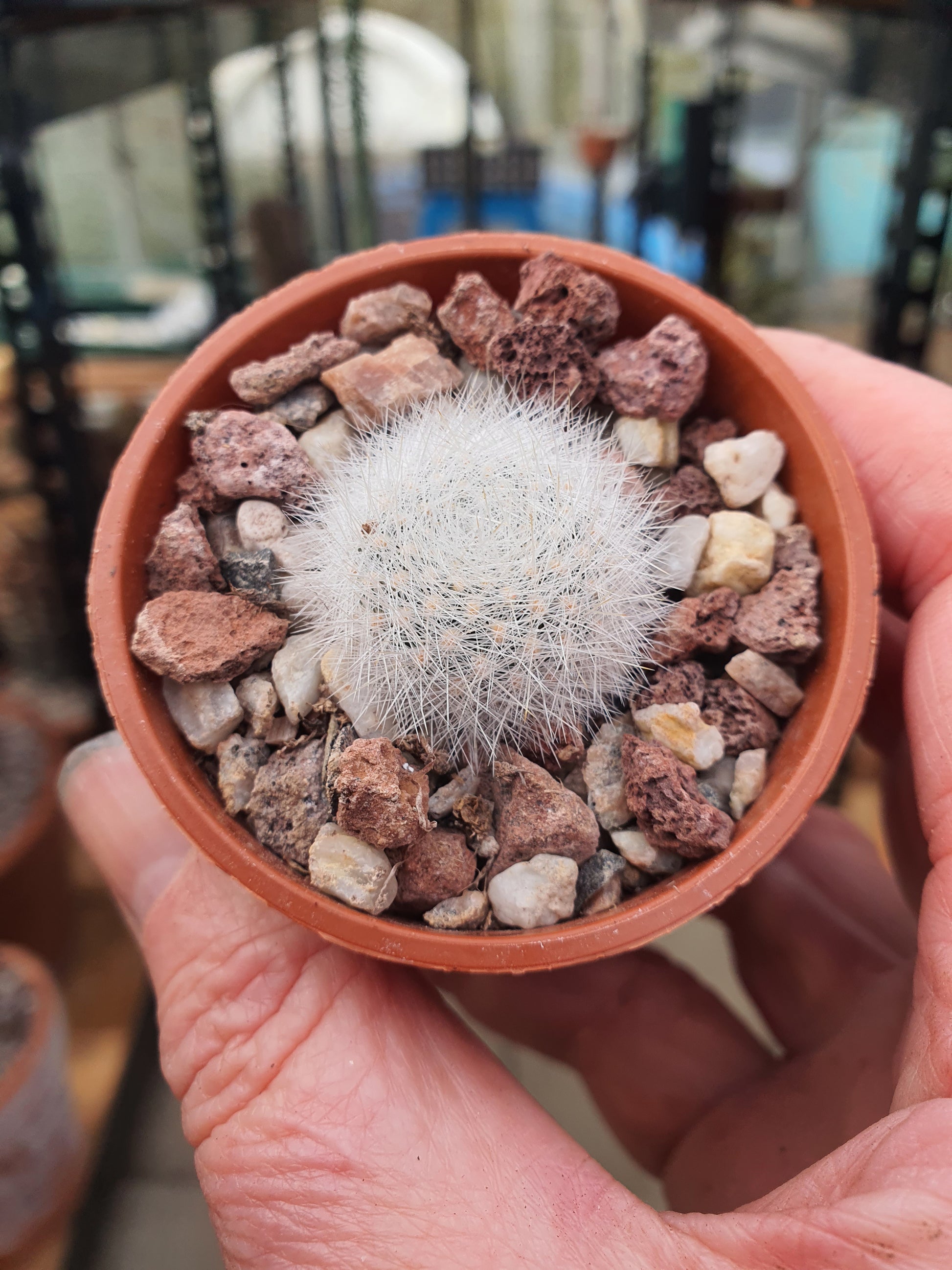 Aylostera archibuingiana - UK grown houseplant - Barney Plants