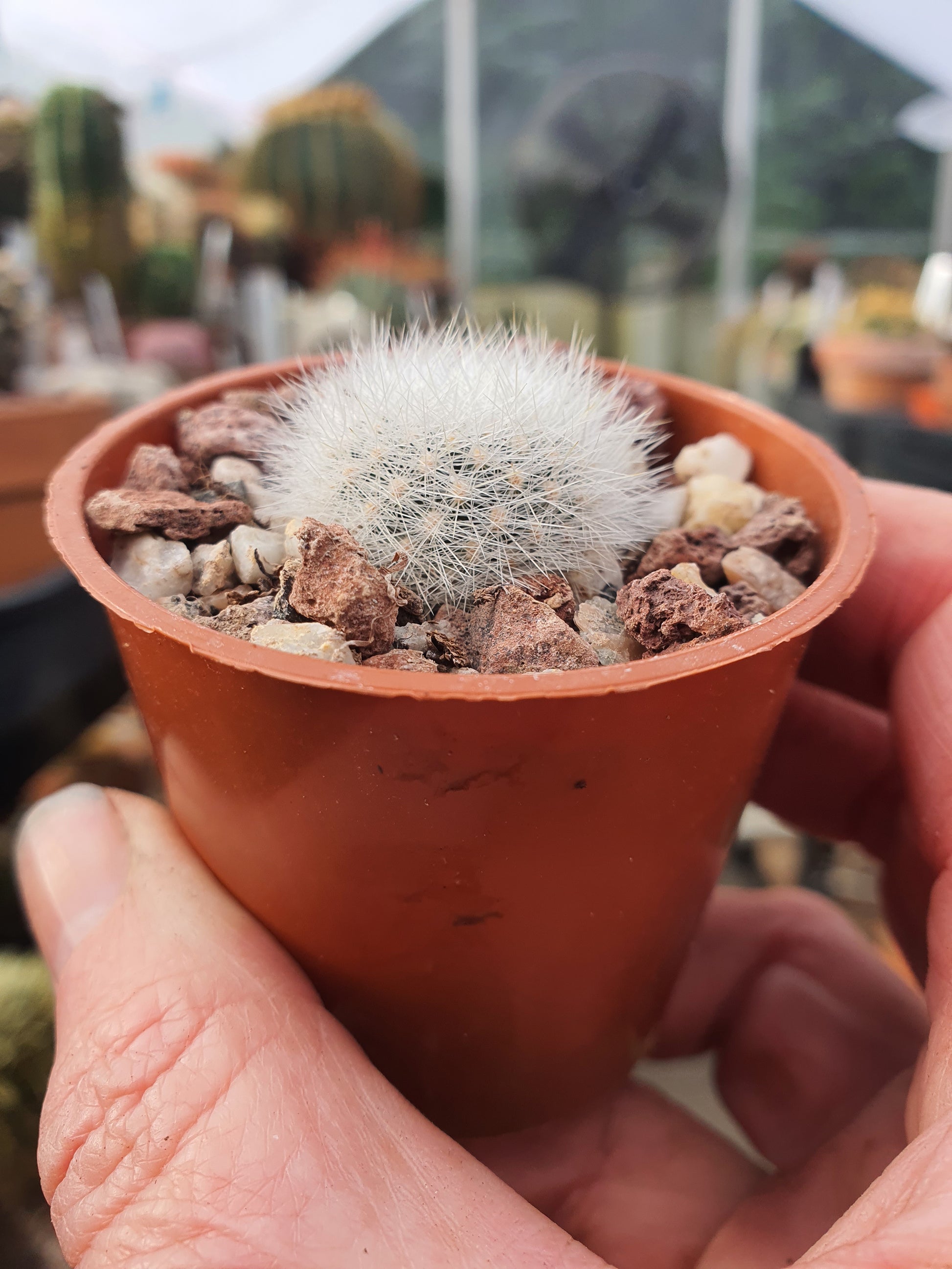 Aylostera archibuingiana - UK grown houseplant - Barney Plants