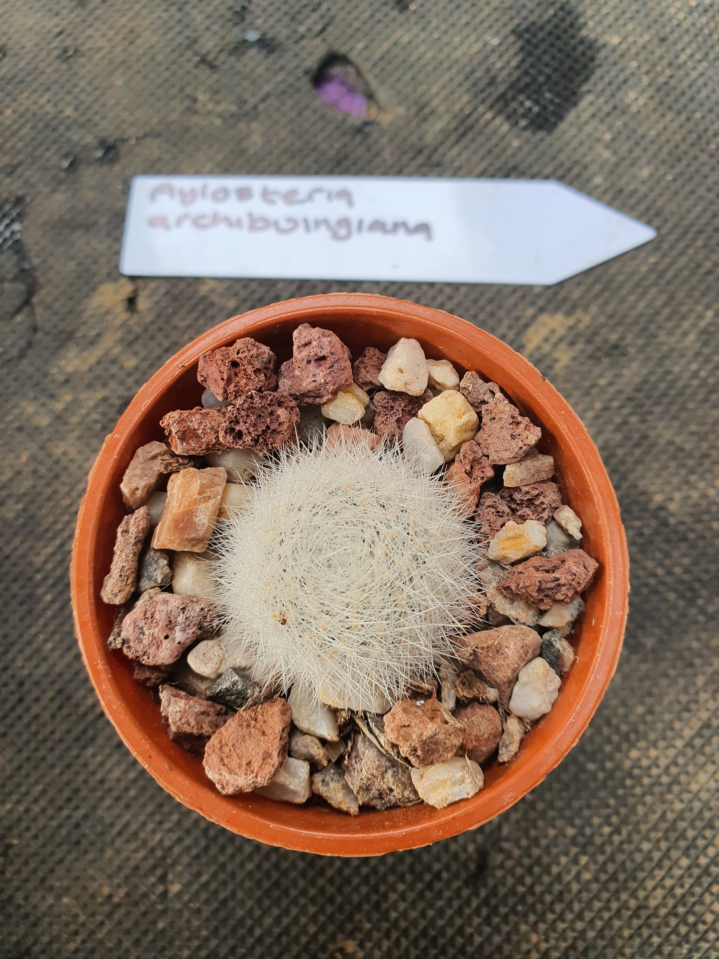Aylostera archibuingiana - UK grown houseplant - Barney Plants