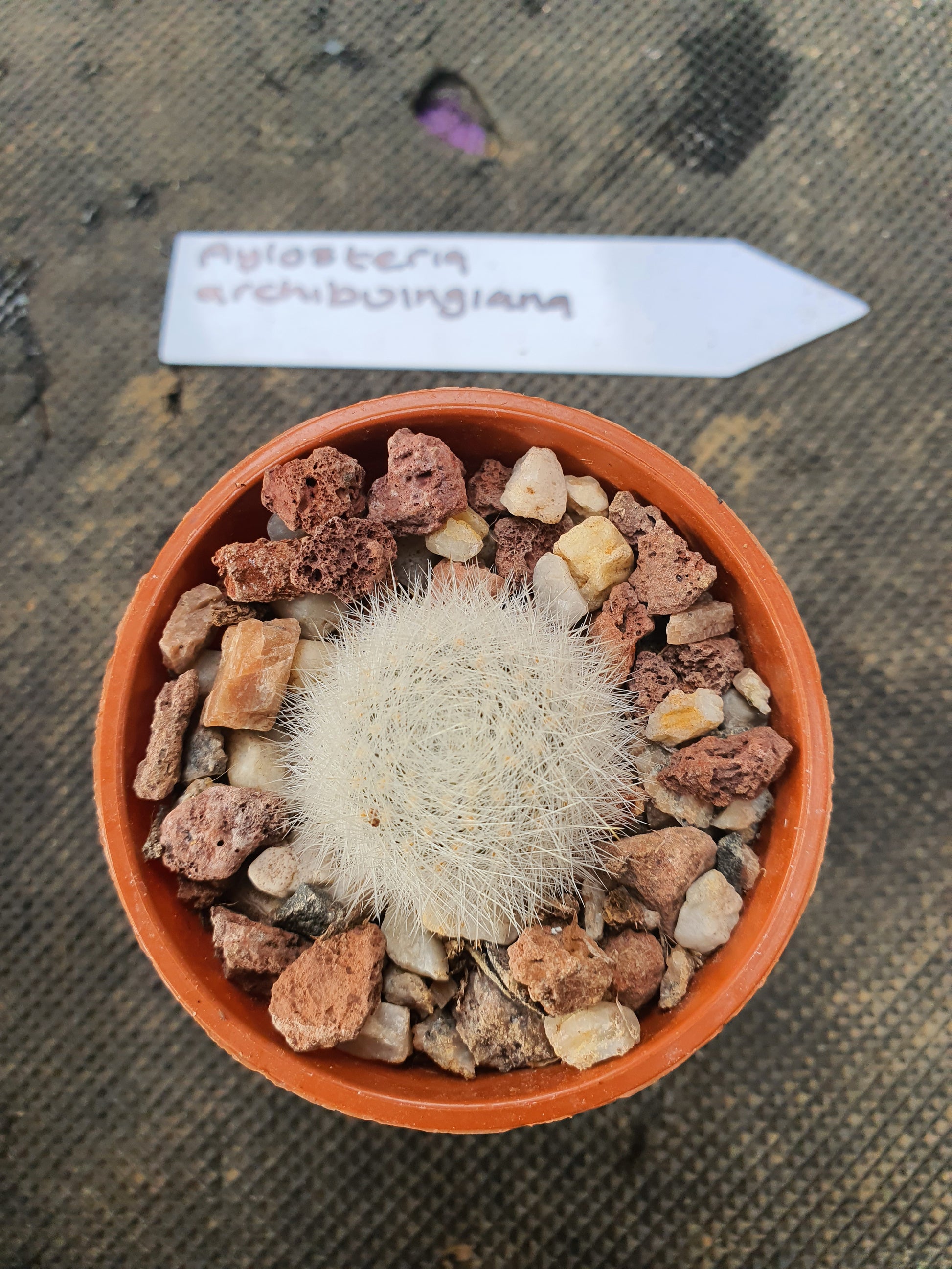 Aylostera archibuingiana - UK grown houseplant - Barney Plants