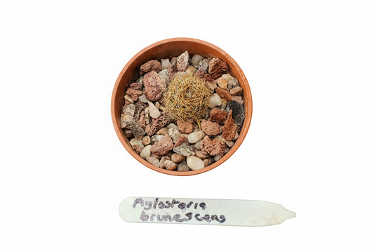 Aylostera brunescens