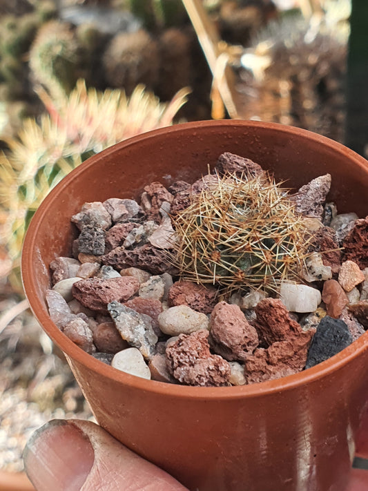 Aylostera brunescens