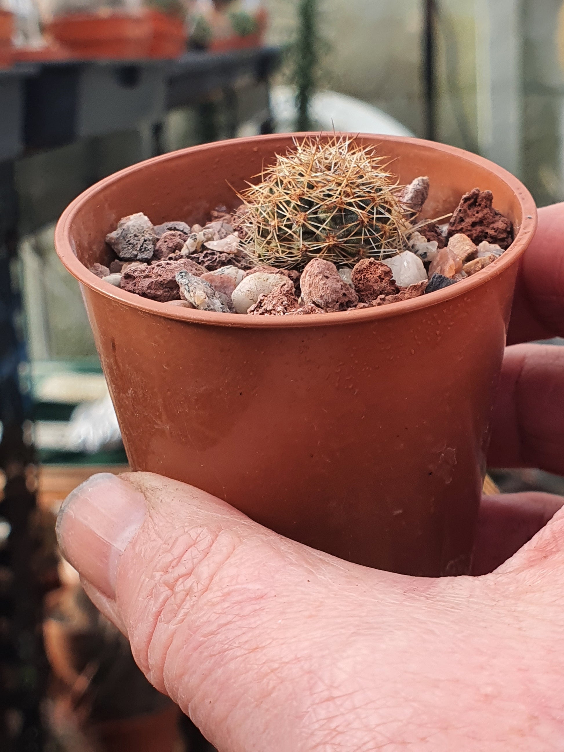Aylostera brunescens - UK grown houseplant - Barney Plants