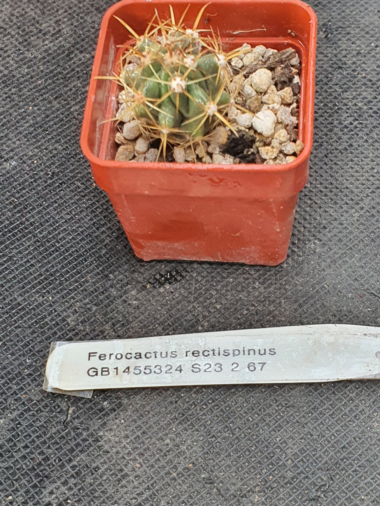 Ferocactus rectispinus - Long spined Barrel Cactus - UK grown houseplant - Barney Plants