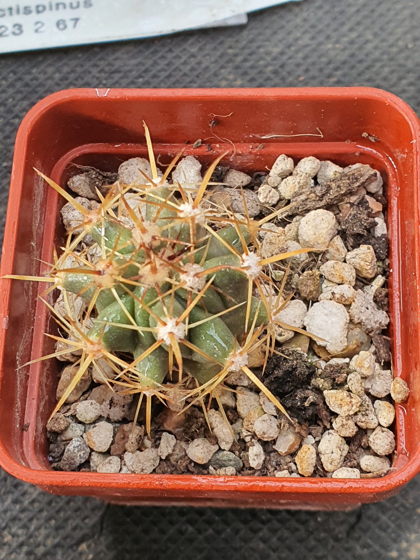 Ferocactus rectispinus - Long spined Barrel Cactus - UK grown houseplant - Barney Plants