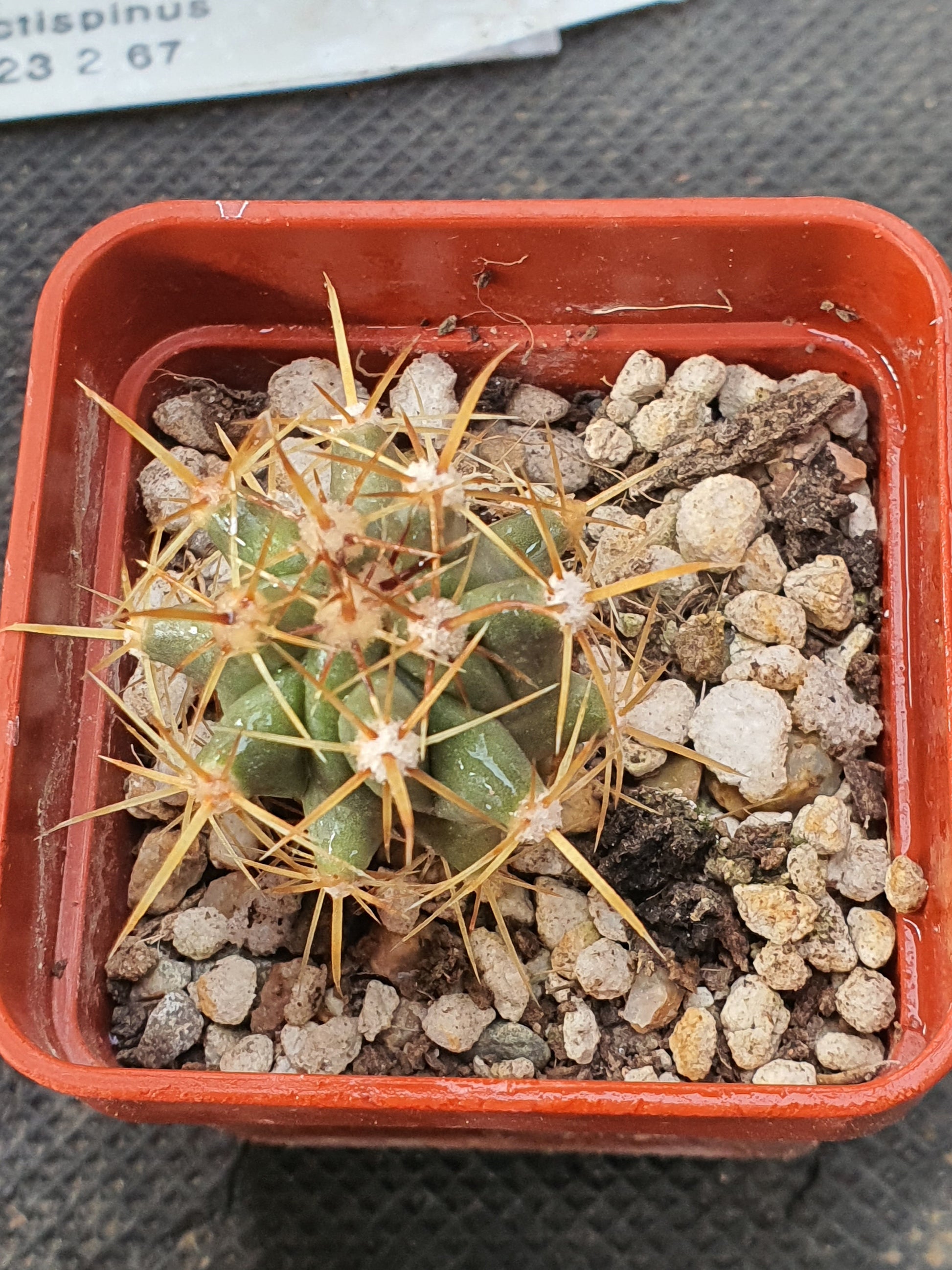 Ferocactus rectispinus - Long spined Barrel Cactus - UK grown houseplant - Barney Plants