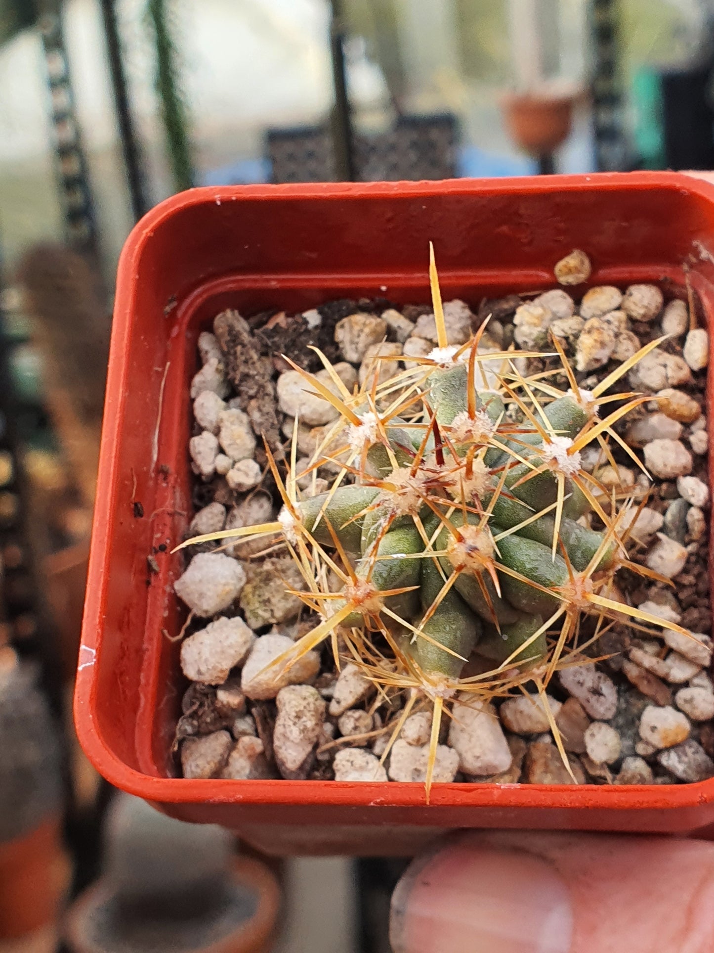 Ferocactus rectispinus - Long spined Barrel Cactus - UK grown houseplant - Barney Plants
