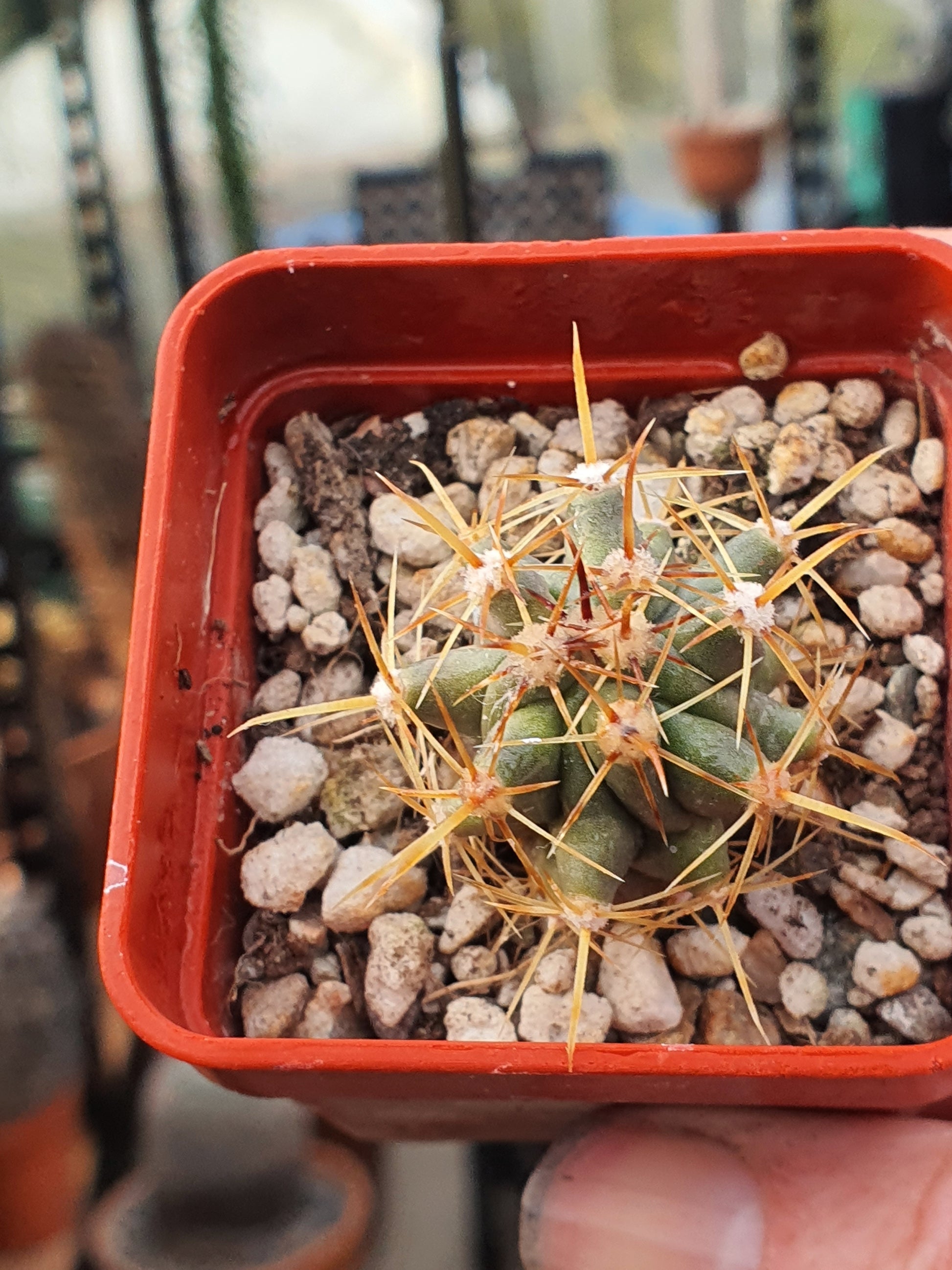 Ferocactus rectispinus - Long spined Barrel Cactus - UK grown houseplant - Barney Plants
