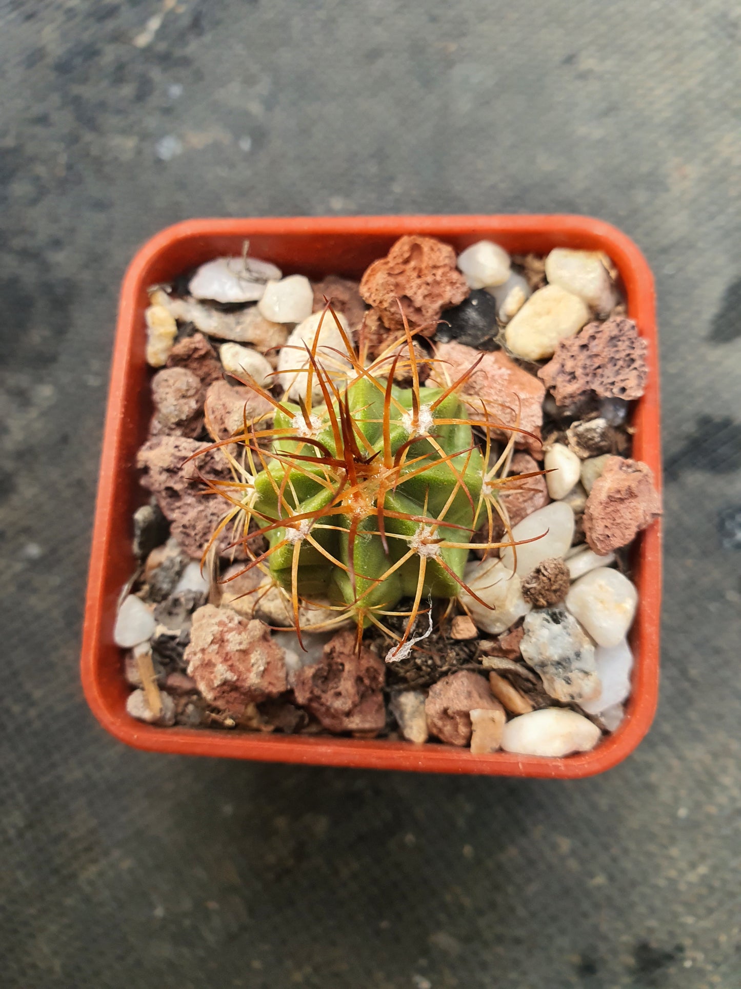 Melocactus zehntheri - Turk's Cap - UK grown houseplant - Barney Plants