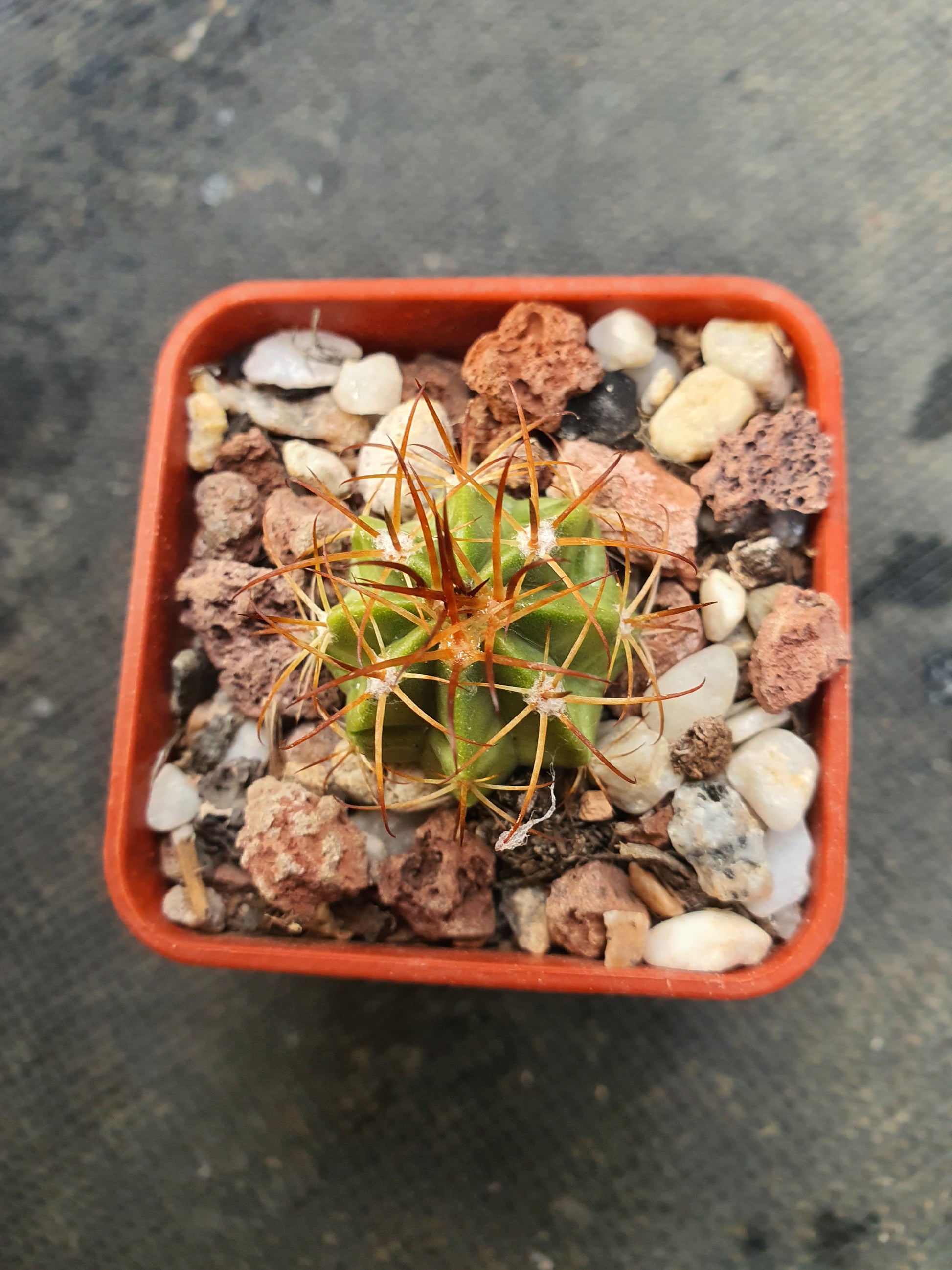 Melocactus zehntheri - Turk's Cap - UK grown houseplant - Barney Plants