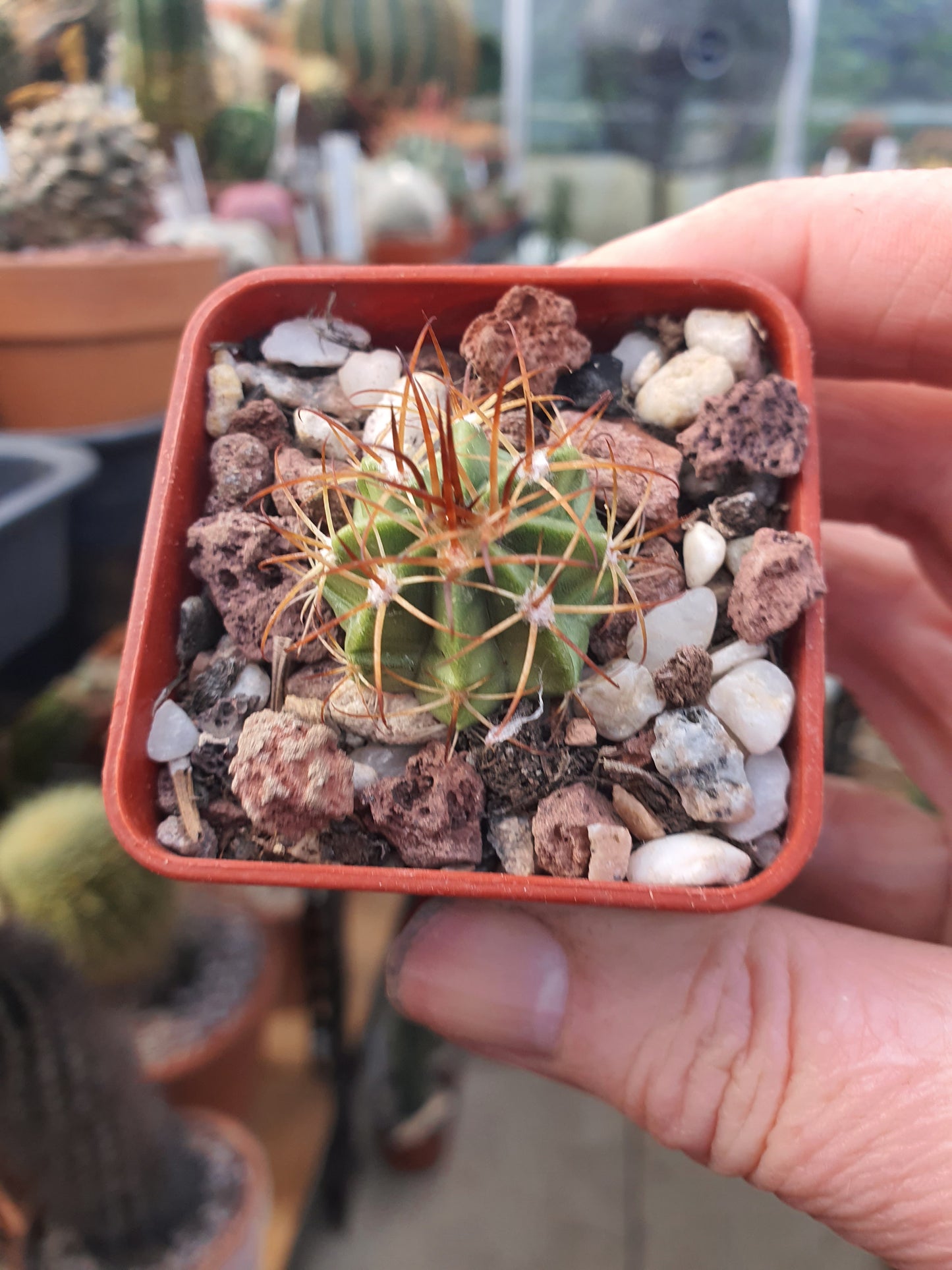 Melocactus zehntheri - Turk's Cap - UK grown houseplant - Barney Plants