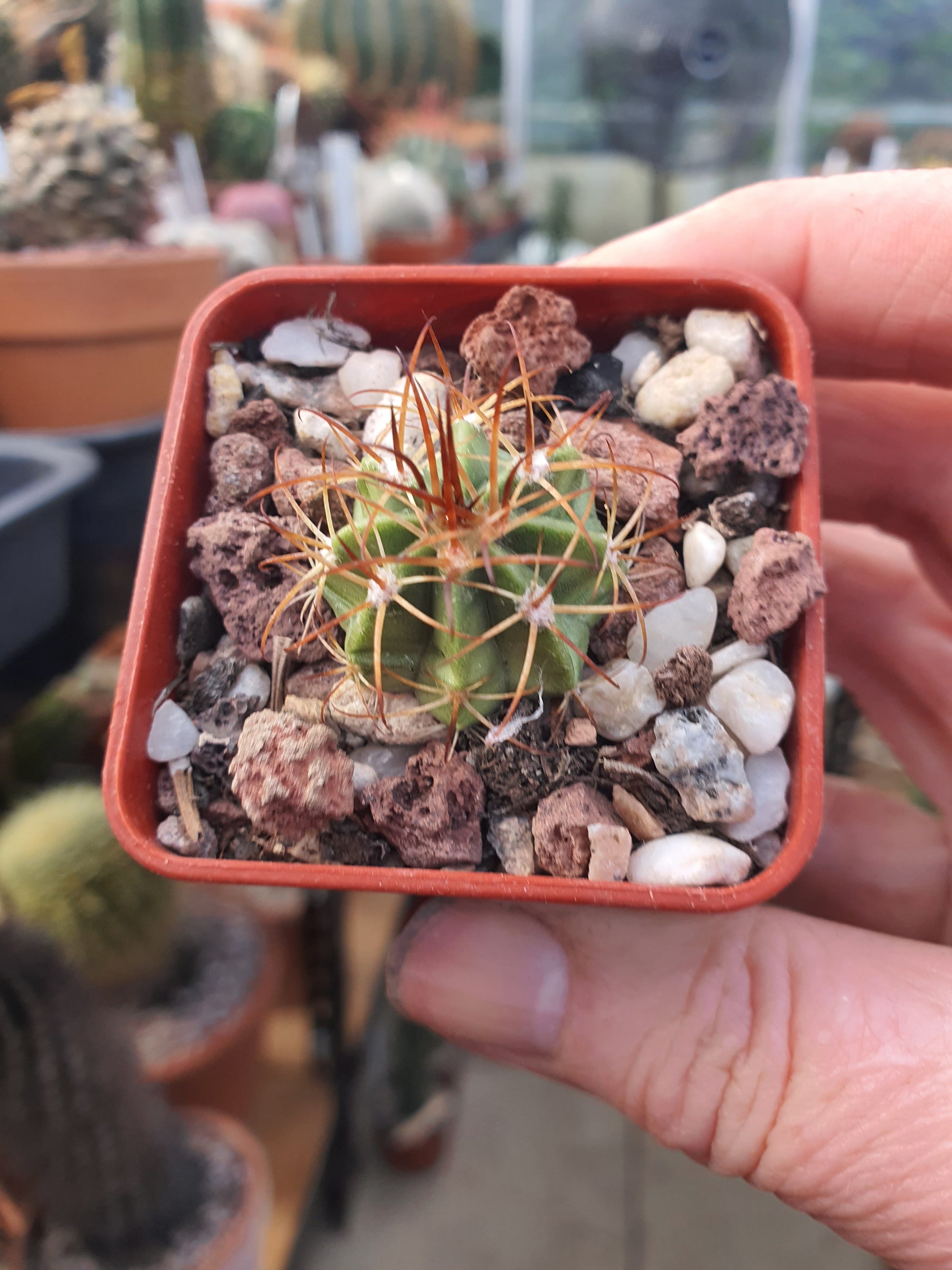 Melocactus zehntheri - Turk's Cap - UK grown houseplant - Barney Plants