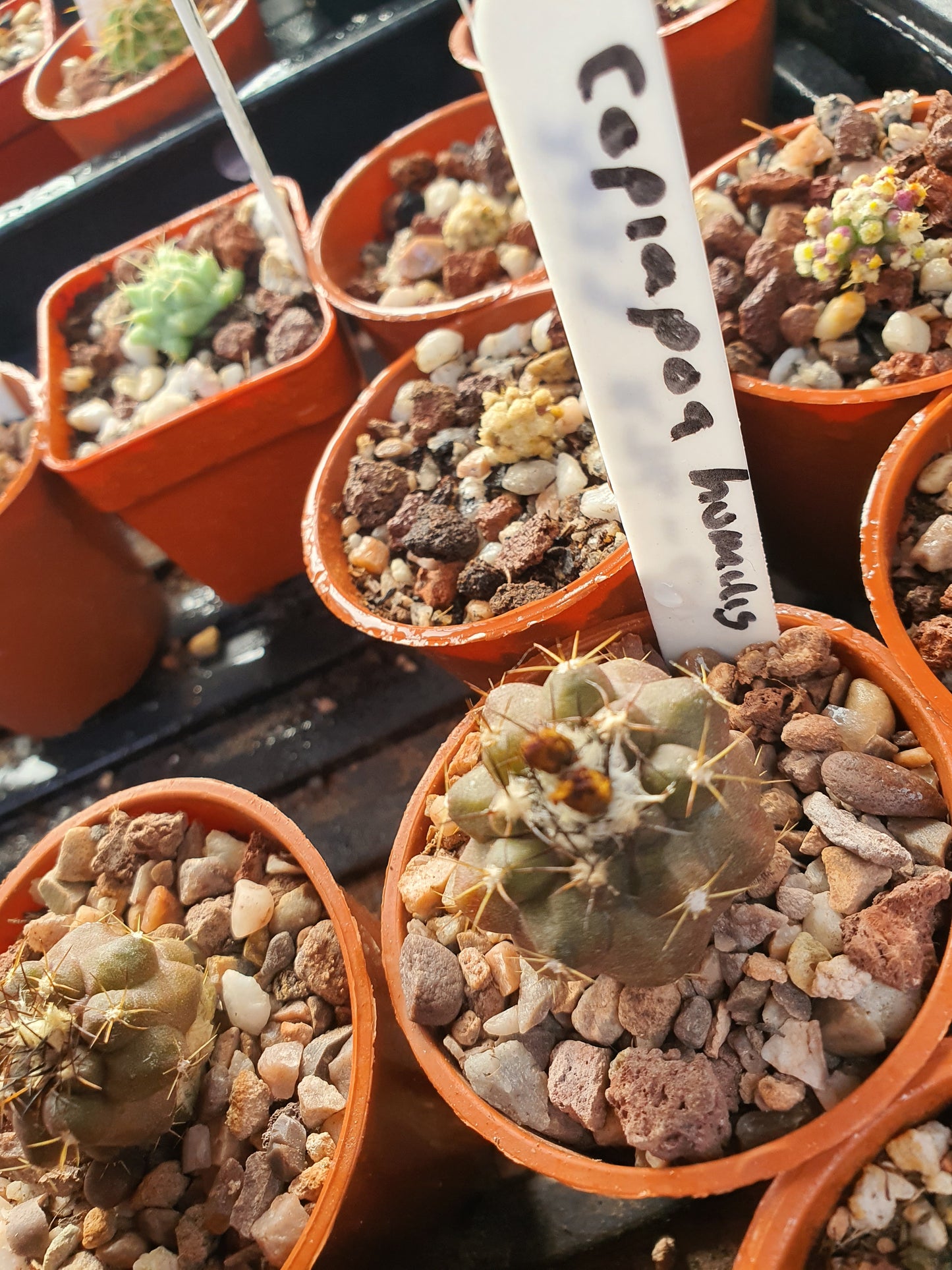 Copiapoa humilis - Dwarf Copiapoa - UK grown houseplant - Barney Plants