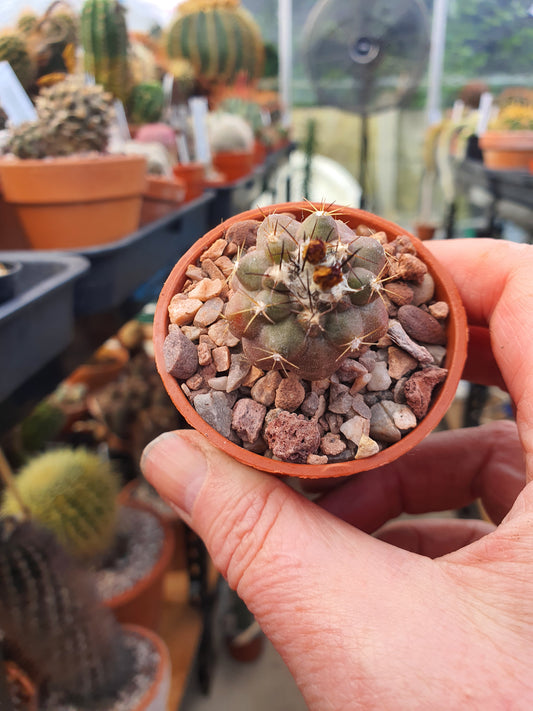 Copiapoa humilis - Dwarf Copiapoa - UK grown houseplant - Barney Plants