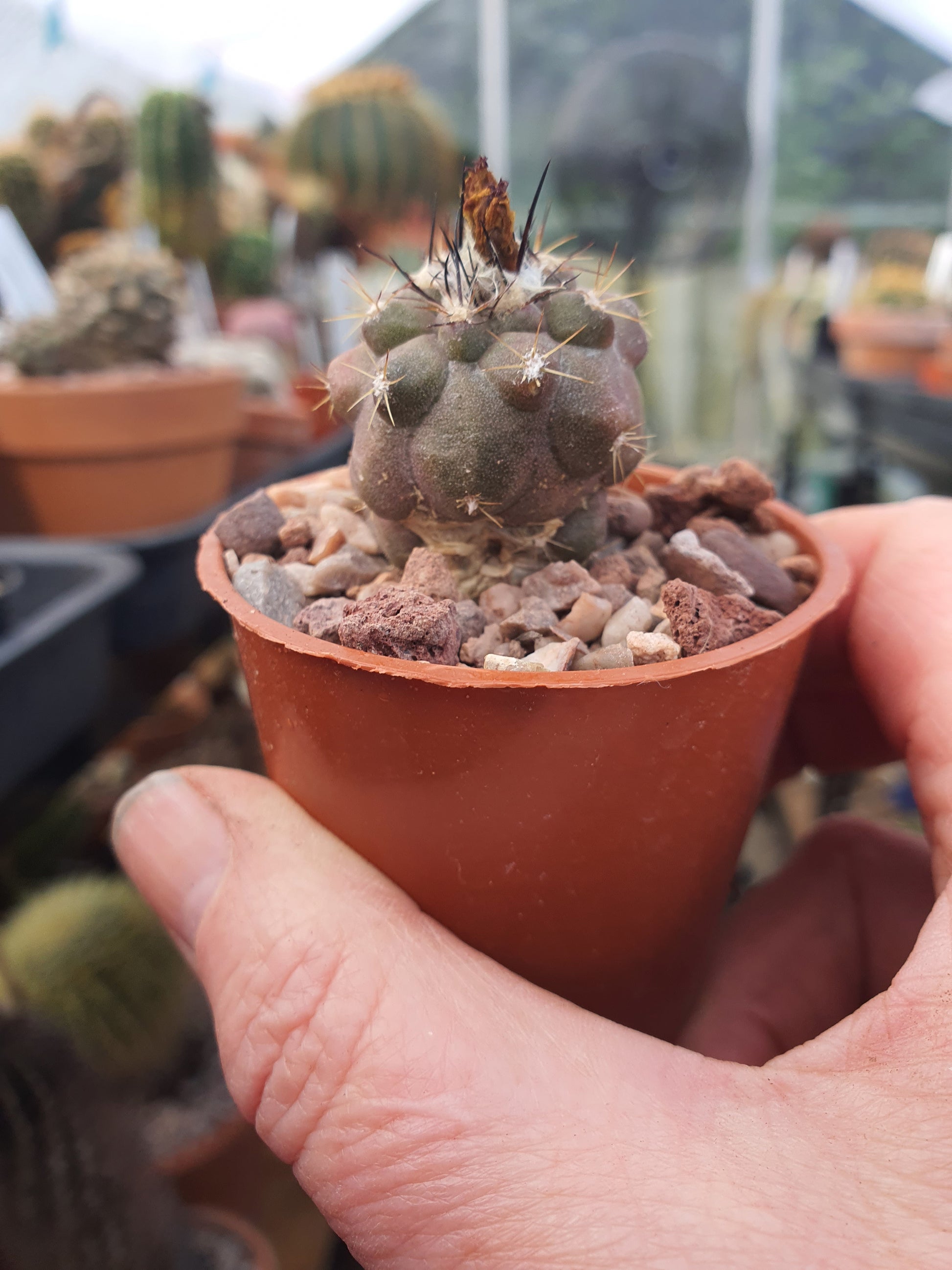 Copiapoa humilis - Dwarf Copiapoa - UK grown houseplant - Barney Plants