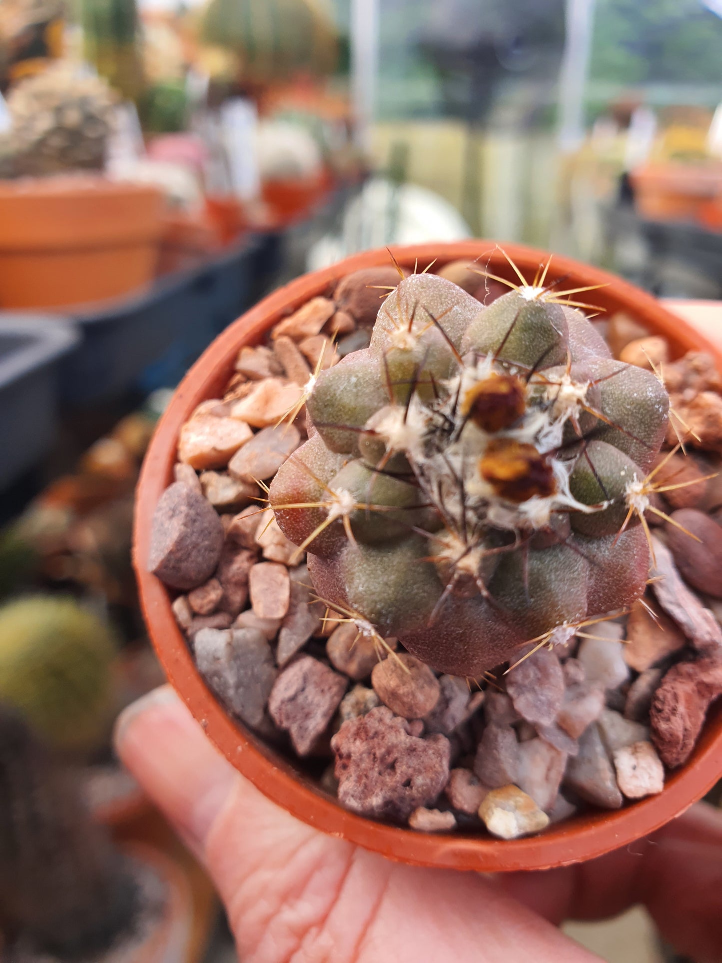 Copiapoa humilis - Dwarf Copiapoa - UK grown houseplant - Barney Plants