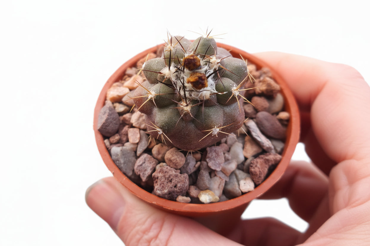 Copiapoa humilis - Dwarf Copiapoa - UK grown houseplant - Barney Plants
