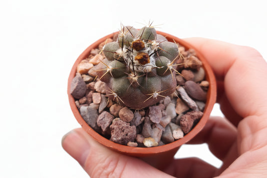 Copiapoa humilis - Dwarf Copiapoa - UK grown houseplant - Barney Plants