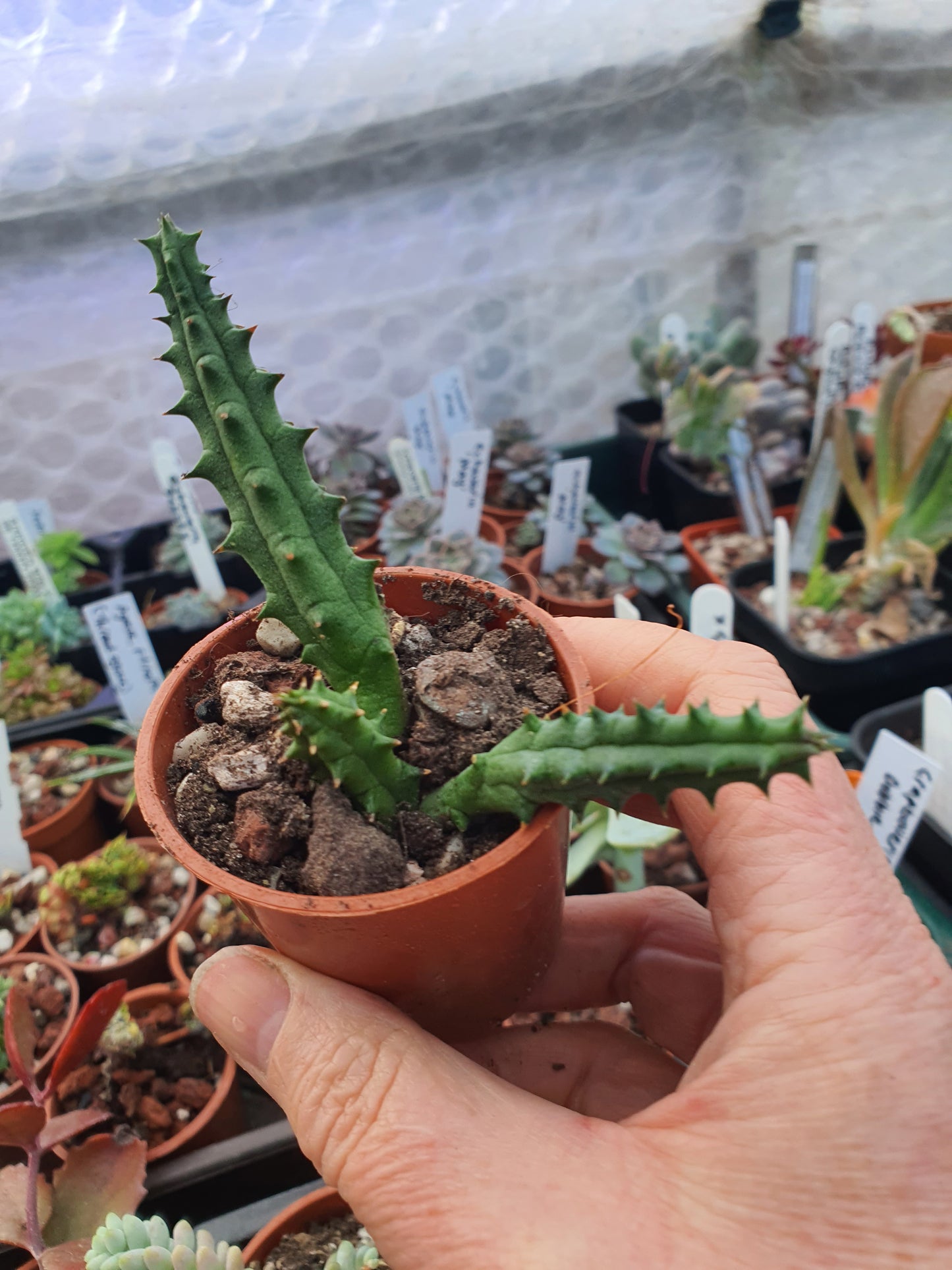 Huernia  hystrix  (Stapelia hystrix) - Porcupine Huerina - Toad Plant