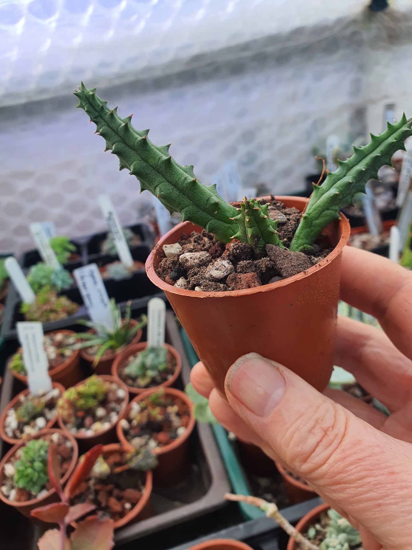 Huernia  hystrix  (Stapelia hystrix) - Porcupine Huerina - Toad Plant