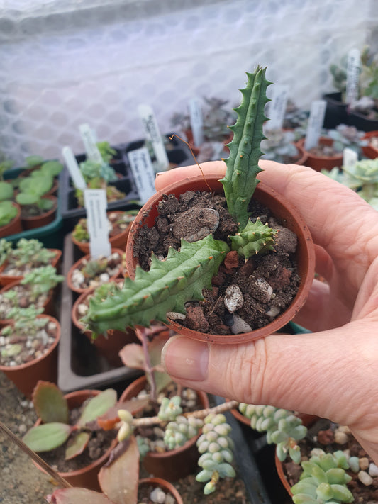 Huernia  hystrix  (Stapelia hystrix) - Porcupine Huerina - Toad Plant