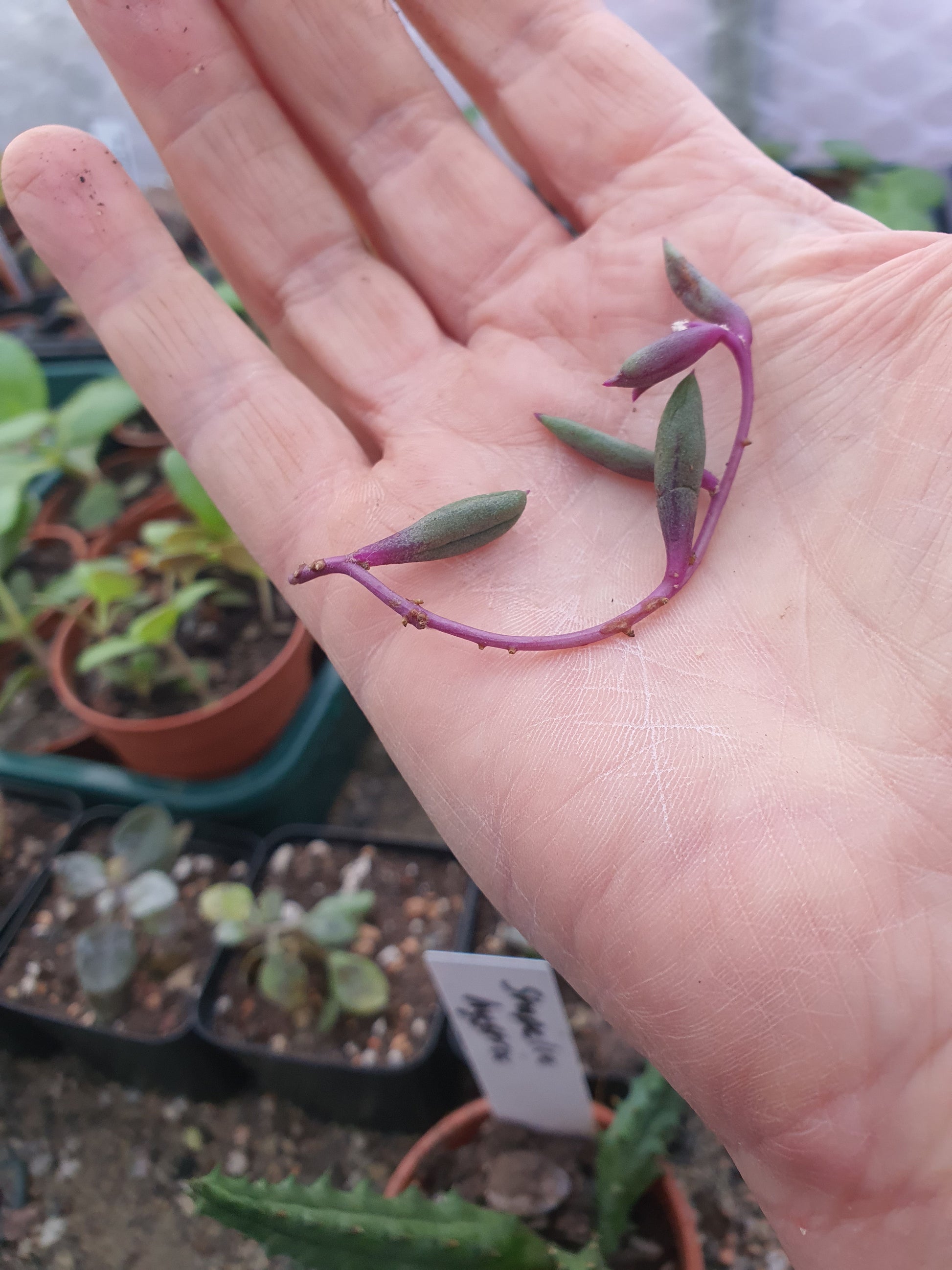 Othonna capensis 'Ruby Necklace' |  Ruby Necklace - Stem Cutting - UK grown houseplant - Barney Plants
