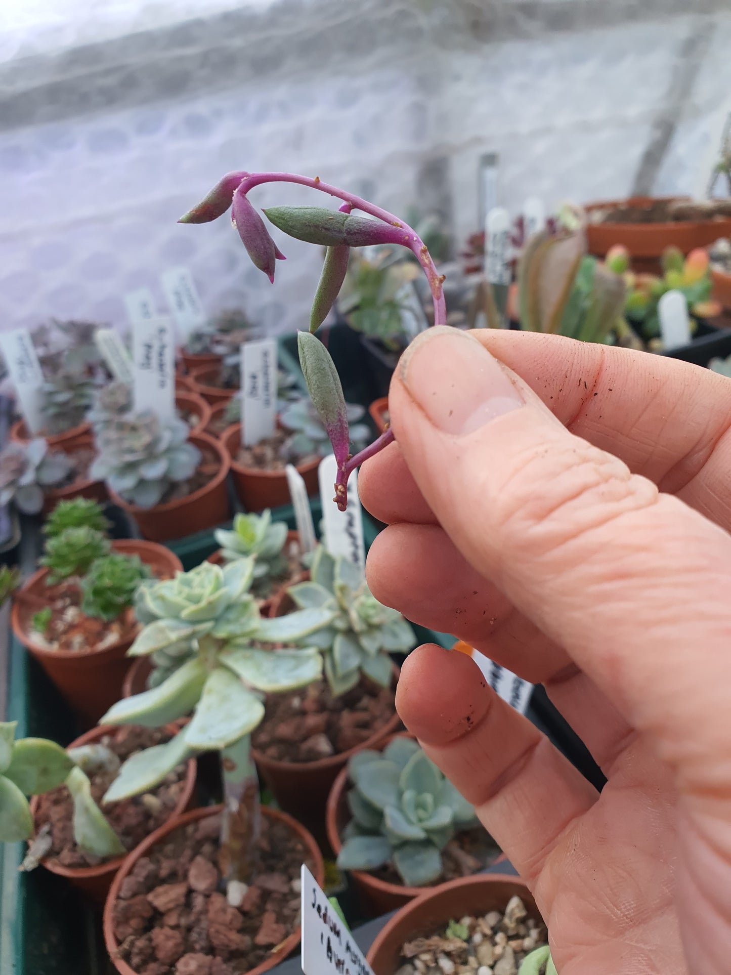 Othonna capensis 'Ruby Necklace' |  Ruby Necklace - Stem Cutting - UK grown houseplant - Barney Plants