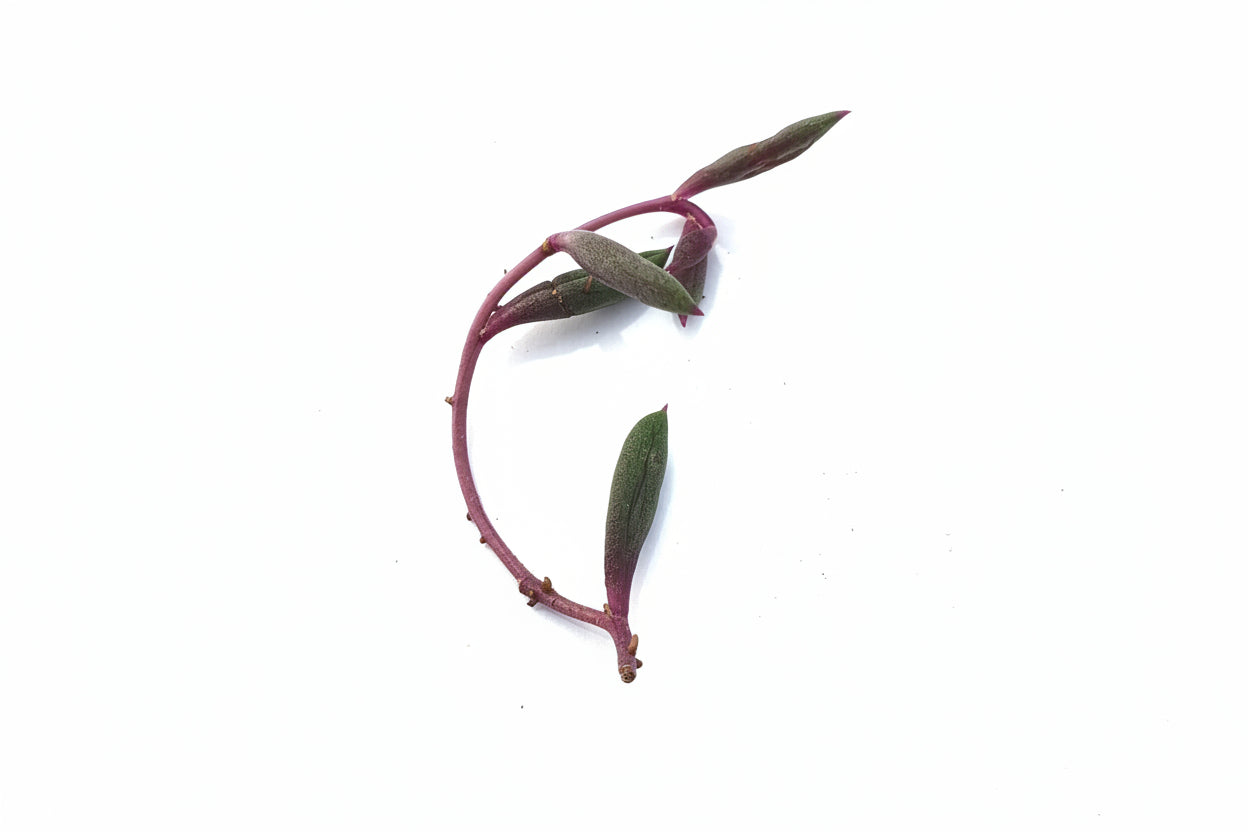 Othonna capensis 'Ruby Necklace' |  Ruby Necklace - Stem Cutting - UK grown houseplant - Barney Plants