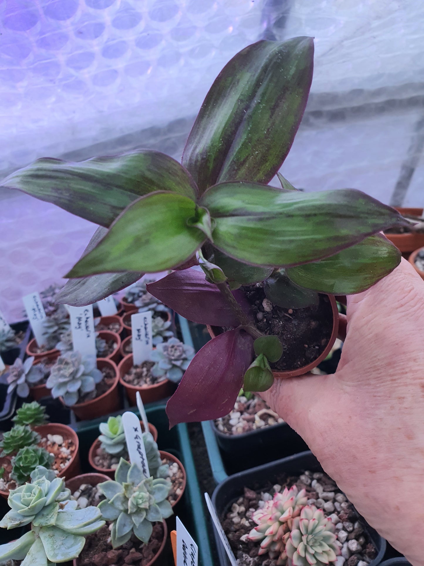 Tradescantia ' Flame Dance' (Wondering Dew cv) - Cutting