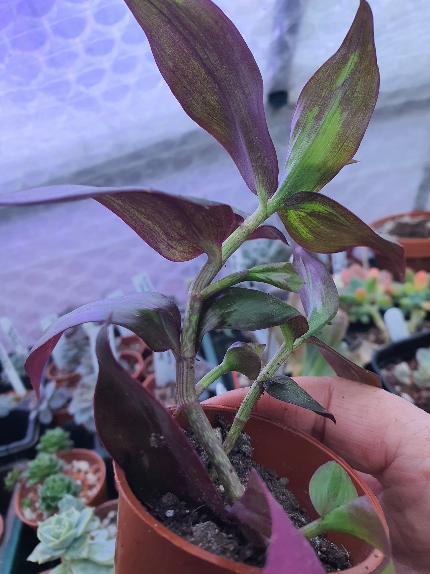 Tradescantia ' Flame Dance' (Wondering Dew cv) - Cutting