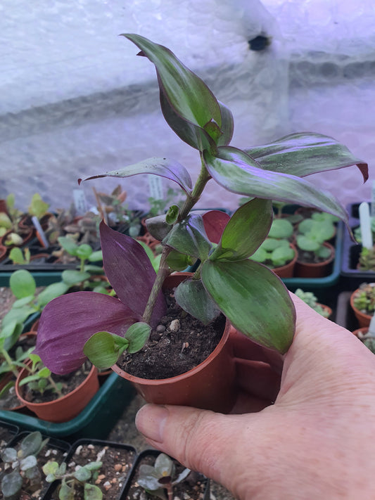 Tradescantia 'Flame Dance' (Wondering Dude cv)