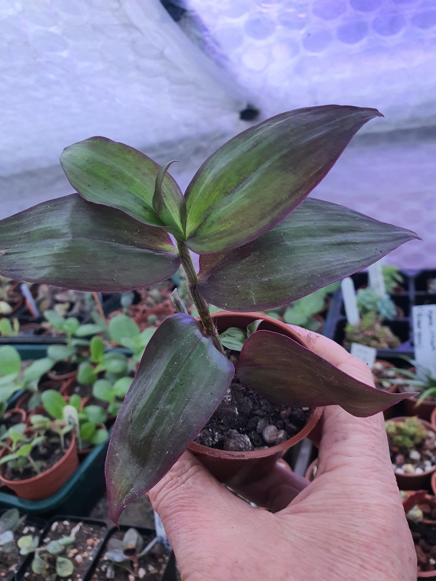 Tradescantia ' Flame Dance' (Wondering Dew cv) - Cutting