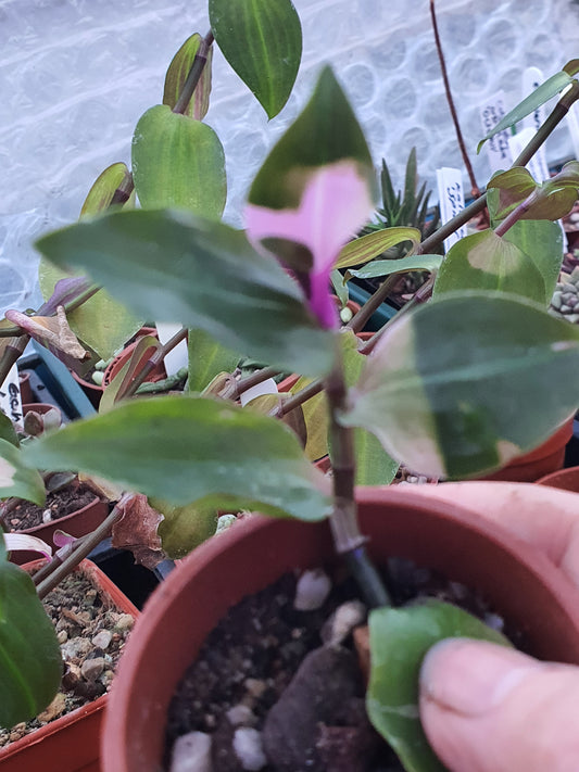 Tradescantia 'Blushing Bride'   (Wondering Dew - Blushing Bride)